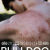 Bulldog