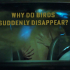 Why Do Birds Suddenly Disappear Why Do Birds Suddenly Disappear