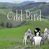 Odd Bird