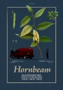 Hornbeam  ()