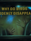 Why Do Birds Suddenly Disappear Why Do Birds Suddenly Disappear