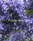 Purple Haze  (2012)