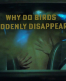Why Do Birds Suddenly Disappear