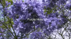Purple Haze  (2012)