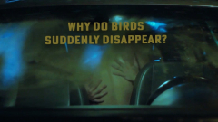 Why Do Birds Suddenly Disappear Why Do Birds Suddenly Disappear