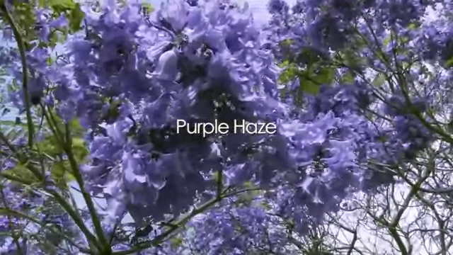 Purple Haze  (2012)