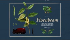 Hornbeam - BIFA Longlisted Short // Official Teaser