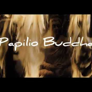 Papilio Buddha